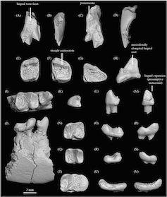 Images of teeth and jaw fragments of the new primates against a black background.