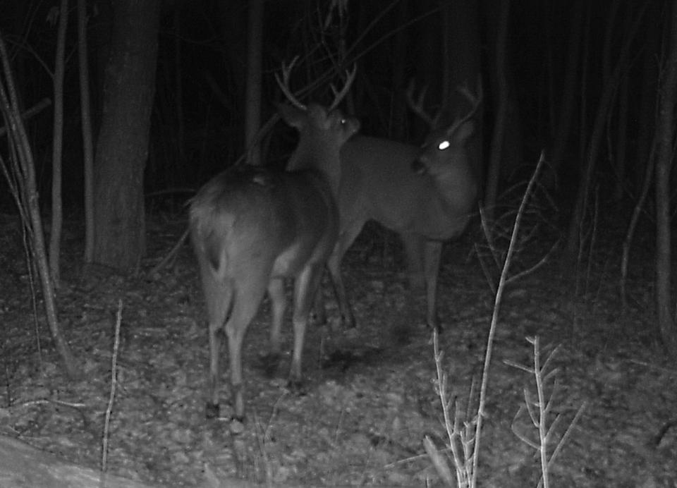 Two bucks square off at a scrape on Jan. 9, 2023.