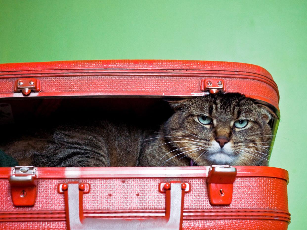 Posed photo of a cat in a suitcase.