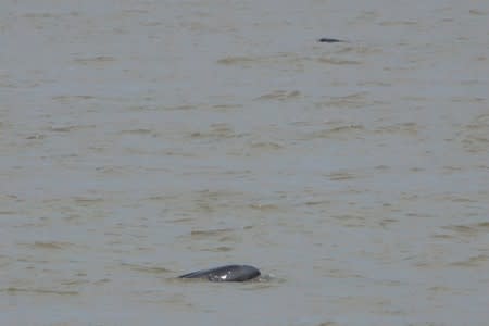 Porpoises are pictured at the Yangtze river near the city of Nanjing