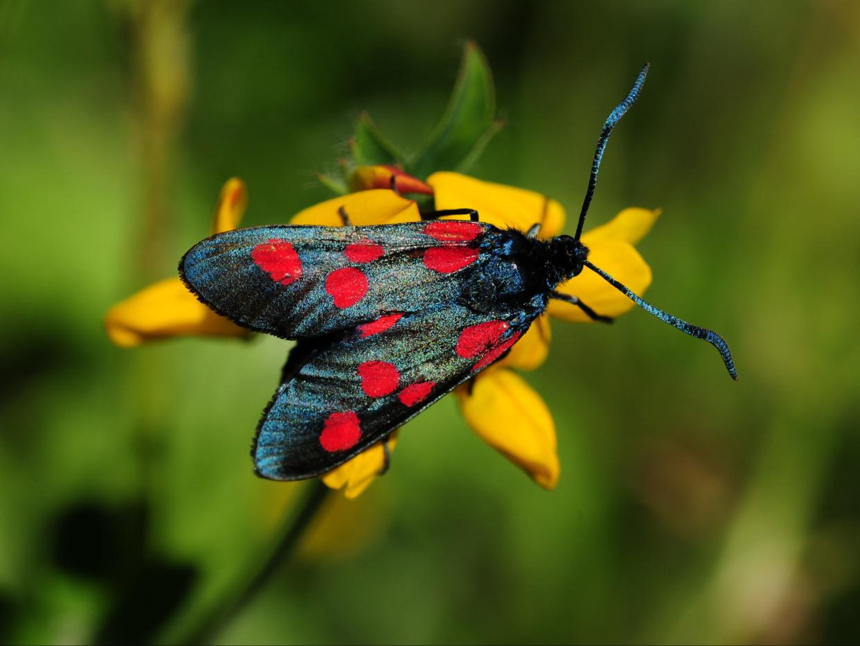 A six spot burnet moth in the UK. Scientists say numbers of moths in Britain have declined by a third in 50 years (Getty)