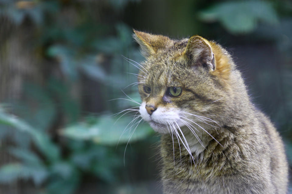 <em>Rare – wildcats are under threat due to deforestation and cross-mating with feral domestic cats (Picture: Getty)</em>