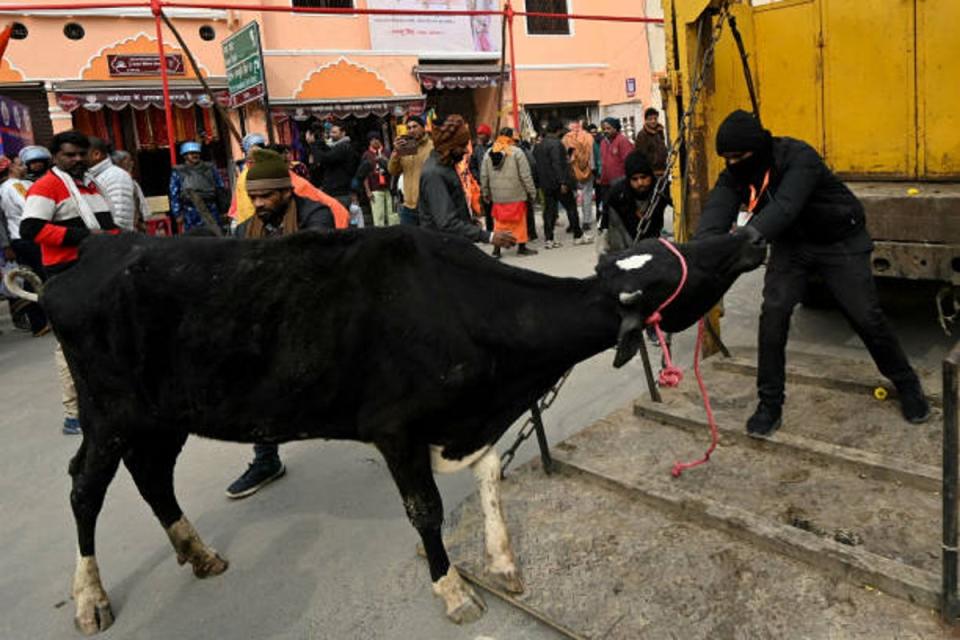 File: Civic workers capture a stray cow in Ayodhya on 21 January 2024 (AFP via Getty Images)