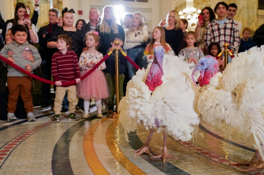 Two turkeys, named Liberty and Bell, who will attend the annual presidential pardon at the White House ahead of Thanksgiving, attend their news conference, Sunday, Nov. 19, 2023, at the Willard InterContinental Hotel in Washington. (AP Photo/Jacquelyn Martin)