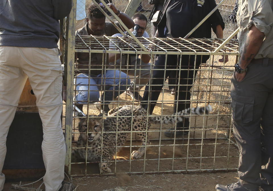 A cheetah lies inside a transport cage at the Cheetah Conservation Fund (CCF) in Otjiwarongo, Namibia, Friday, Sept. 16, 2022. The CCF will travel to India this week to deliver eight wild cheetahs to the Kuno National Park in India. (AP Photo/Dirk Heinrich)