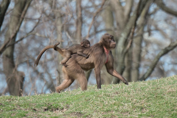 An adult female gelada baboon carries her baby on her back in the Bronx Zoo's Baboon Reserve. This was the first gelada born at the Bronx Zoo in 13 years. The Bronx Zoo is the only zoo in the U.S. to exhibit the species.