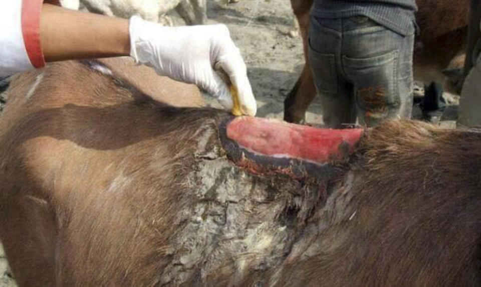 The donkeys can suffer injuries to their backs (Picture: Caters)