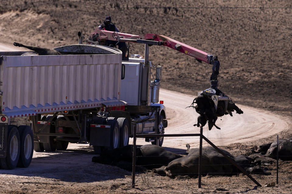 Calves killed by the Smokehouse Creek Fire are loaded onto a dump truck as the cleanup process begins, Friday, March 1, 2024, in Skellytown, Texas. The wildfire, which started Monday, has left behind a charred landscape of scorched prairie, dead cattle and burned-out homes in the Texas Panhandle. (AP Photo/Julio Cortez)