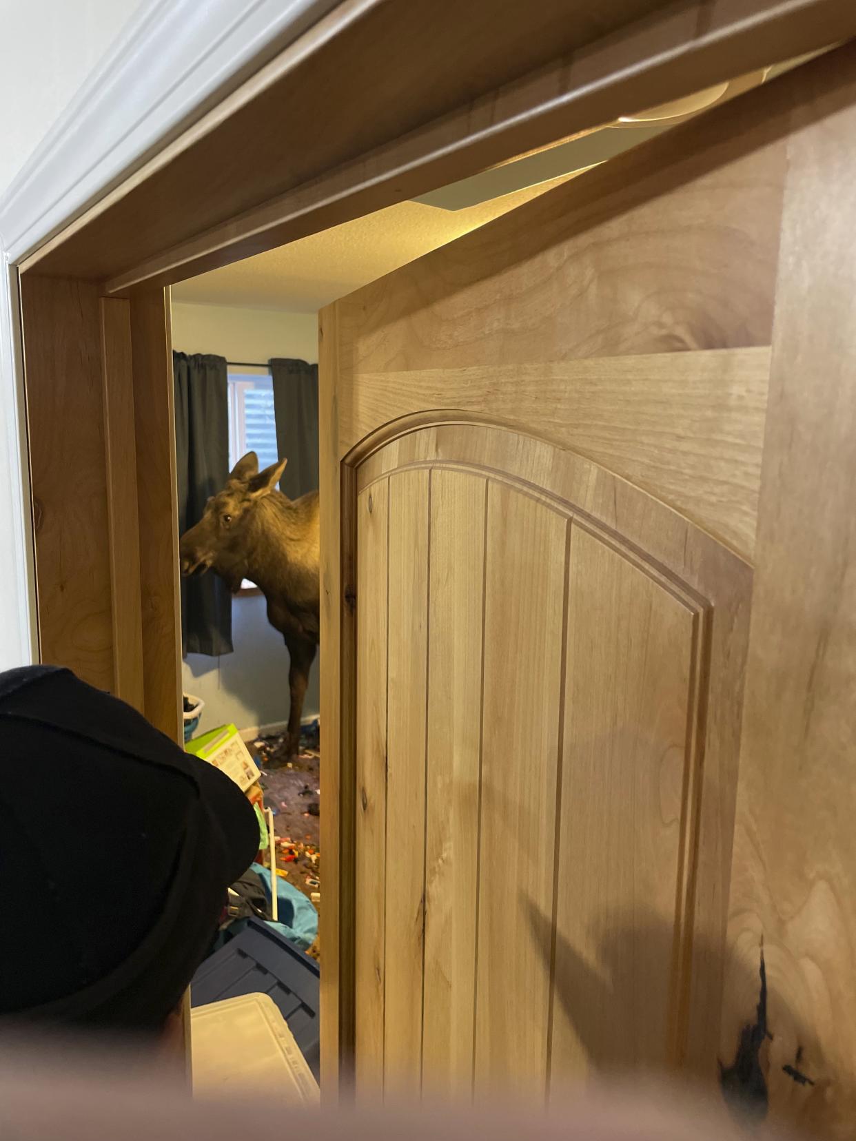 In this image provided by Central Emergency Services for the Kenai Peninsula Borough, a moose is trapped in a house after falling through a window well, Sunday, Nov. 20, 2022, in Soldotna, Alaska. The moose was tranquilized and removed from the house on a stretcher, revived and set free back into the wild. (Capt. Josh Thompson/Central Emergency Services via AP)