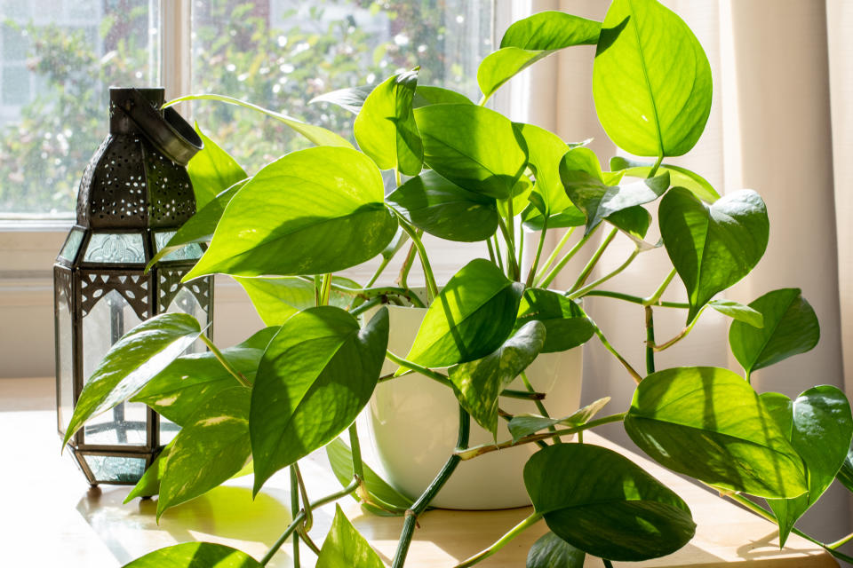 Devils Ivy houseplant next to a lantern and a window in a beautifully designed home interior.