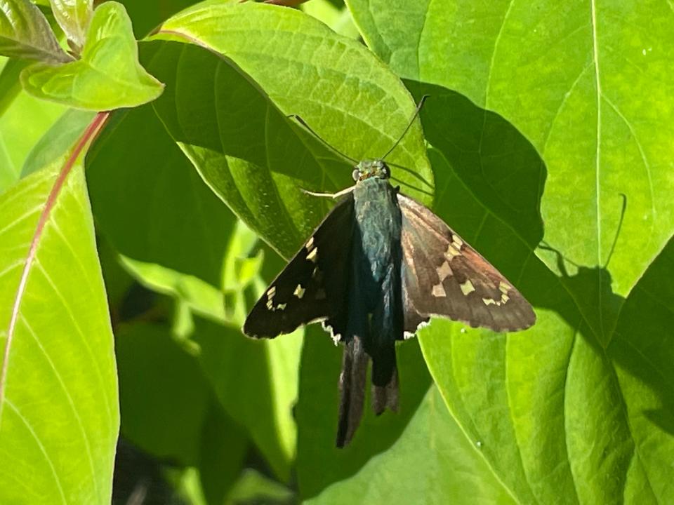 A sphinx moth rests on a firebush.