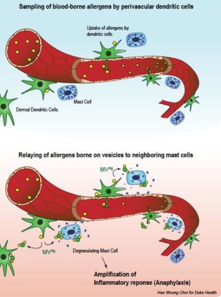 Esquema del funcionamiento de las células dendríticas perivasculares en la respuesta inmune. Crédito: Hae Woong Choi for Duke Health