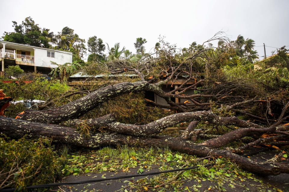 <p>An uprooted tree covers a small wooden and iron house in the village of Viard – Petit Bourg, near Pointe-a-Pitre, on Sept. 19, 2017 in the French territory of Guadeloupe after the passage of Hurricane Maria. (Photo: Cedrick Isham Calvados/AFP/Getty Images) </p>