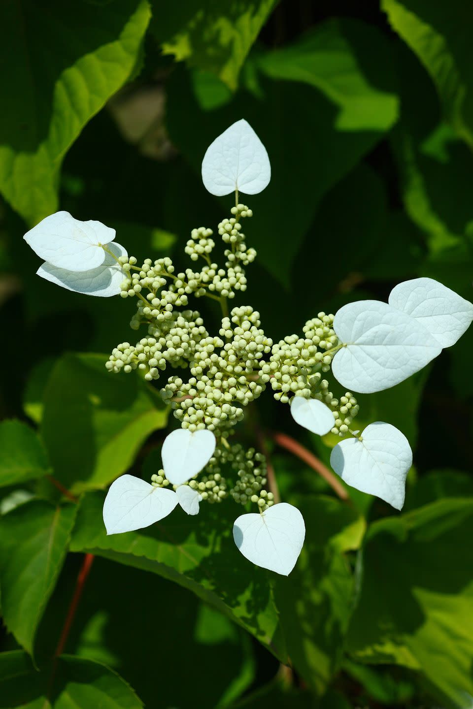 <p>Similar in appearance to climbing hydrangea, this vine actually is a different plant altogether! The brachts (petals) are single and come in pink or white, whereas climbing hydrangeas only come in white. This vine tolerates shade, though it needs some light to bloom.</p><p><a class="link " href="https://www.greatgardenplants.com/products/rose-sensation-false-hydrangea-vine?variant=37358178271399" rel="nofollow noopener" target="_blank" data-ylk="slk:SHOP FALSE HYDRANGEA VINE;elm:context_link;itc:0;sec:content-canvas">SHOP FALSE HYDRANGEA VINE</a></p>