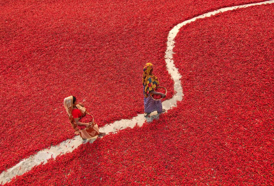 Millions of chillis create a red sea