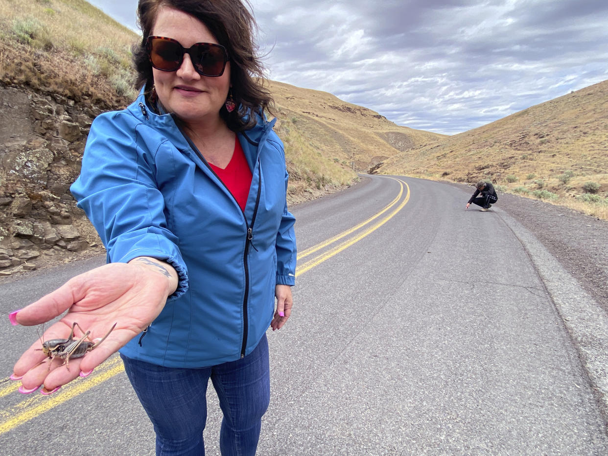 April Aamodt holds a Mormon cricket that she found in Blalock Canyon near Arlington, Ore. on Friday, June 17, 2022, while OSU Extension Agent Jordan Maley, far right, looks at more of the insects on the road. Both are involved in local outreach for Mormon cricket surveying. (AP Photo/Claire Rush)