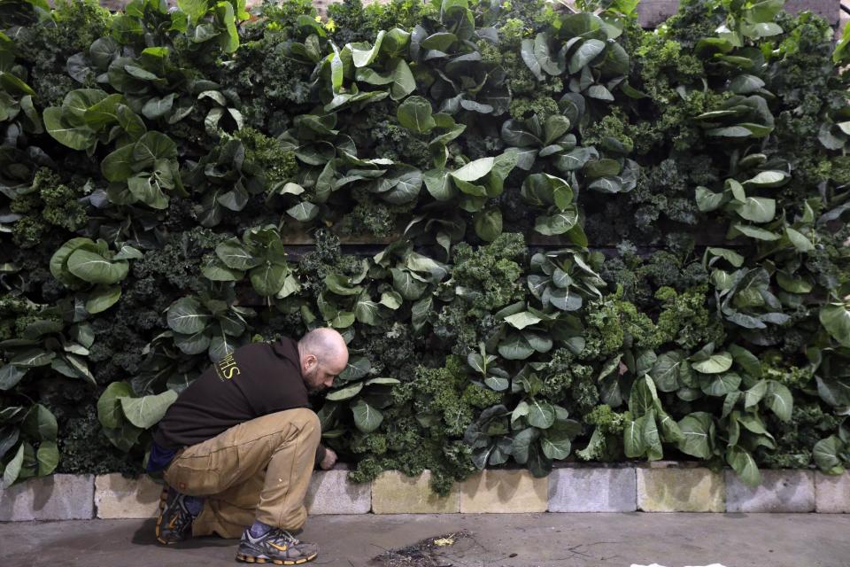 This feb. 28, 2013 photo shows David Elliott preparing a wall made of kale in the Pennsylvania Horticultural Society's installation for the annual Philadelphia Flower Show at the Pennsylvania Convention Center in Philadelphia. More than 270,000 people are expected to converge on the Pennsylvania Convention Center for the event, which runs through March 10. Billed as the world's largest indoor flower show, it's also one of the oldest, dating back to 1829. (AP Photo/Matt Rourke)