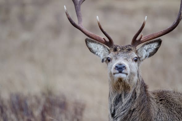 Reindeer