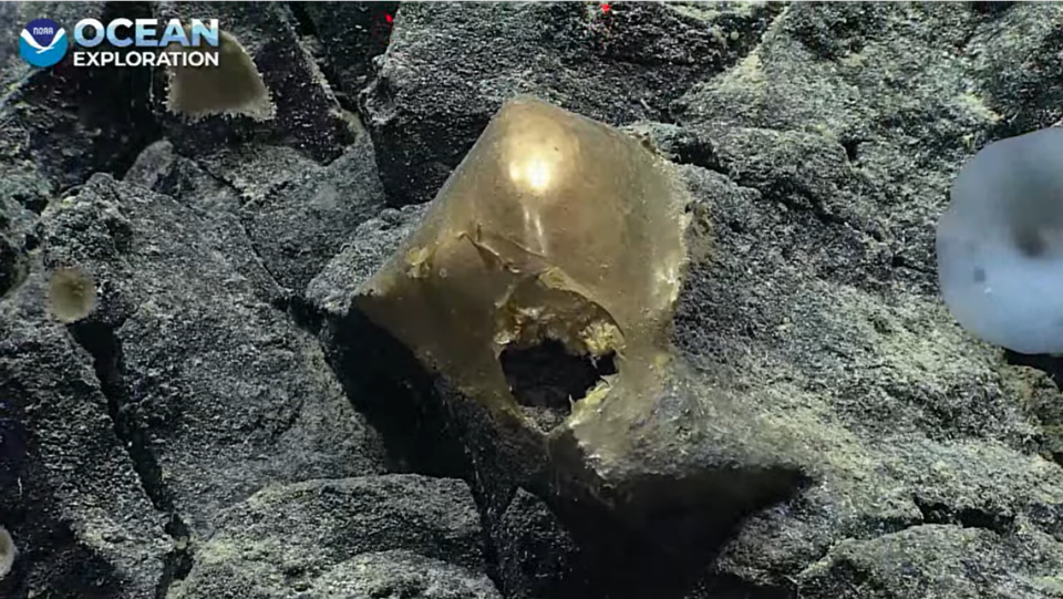 This golden “egg” was seen by a team of NOAA-backed researchers off the southern coast of Alaska. Experts aren’t sure what it is.