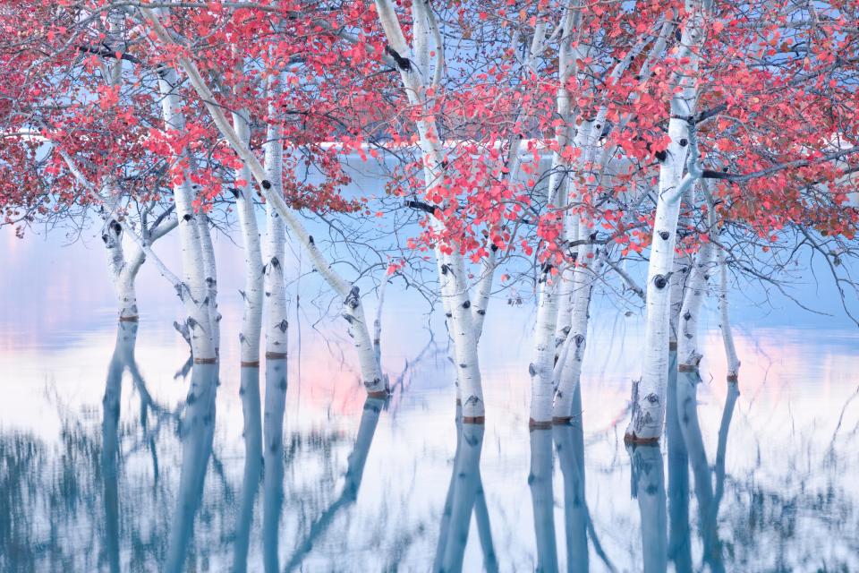 Trees in Abraham Lake, Alberta, Canada.