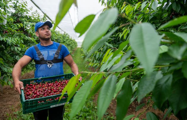 24 June 2021, Saxony-Anhalt, Aseleben: A harvester carries a staircase of sweet cherries in a plantation at Obsthof Am Süßen See. Sweet cherries ripen on 318 hectares in the cultivation area of the Sächsisches Obst e.V. regional association in Saxony and Saxony-Anhalt. For this year the fruit growers of the association forecast a harvest of about 1900 tons and remain below average with their expectation. Photo: Hendrik Schmidt/dpa-Zentralbild/dpa (Photo by Hendrik Schmidt/picture alliance via Getty Images) (Photo: picture alliance via Getty Images)