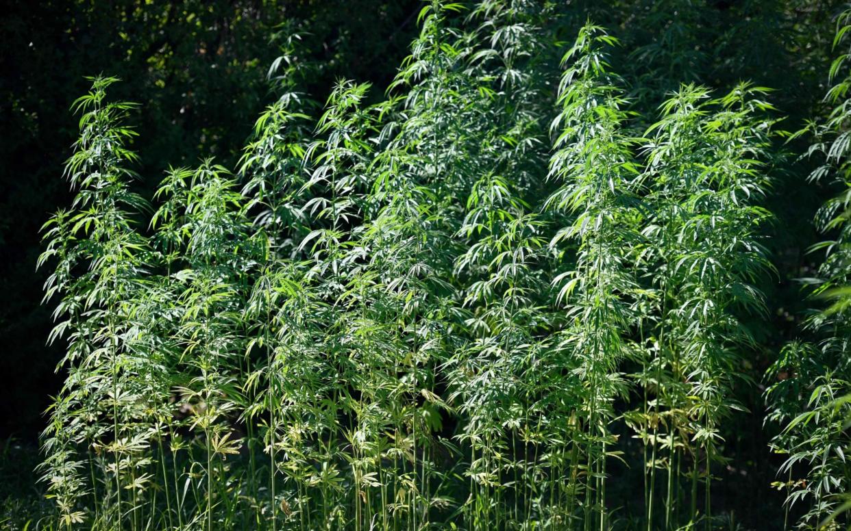 Hemp plants can be used in building - AFP