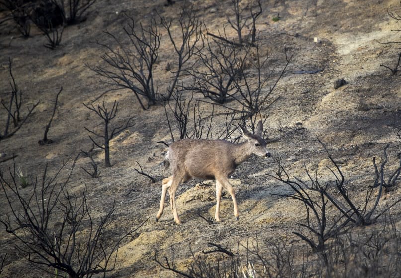 SILVERADO CANYON, CA - January 28: A deer searches for food while passing through the Bond Fire burn scar, which is in danger of creating dangerous mudslides from an upcoming powerful storm in Silverado Canyon Thursday, Jan. 28, 2021. A voluntary evacuation and flash flood watch is in effect in the area through tomorrow. (Allen J. Schaben / Los Angeles Times)