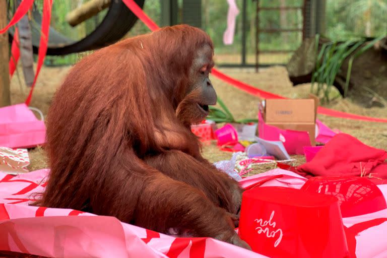 La orangutana Sandra, plácidamente sentada