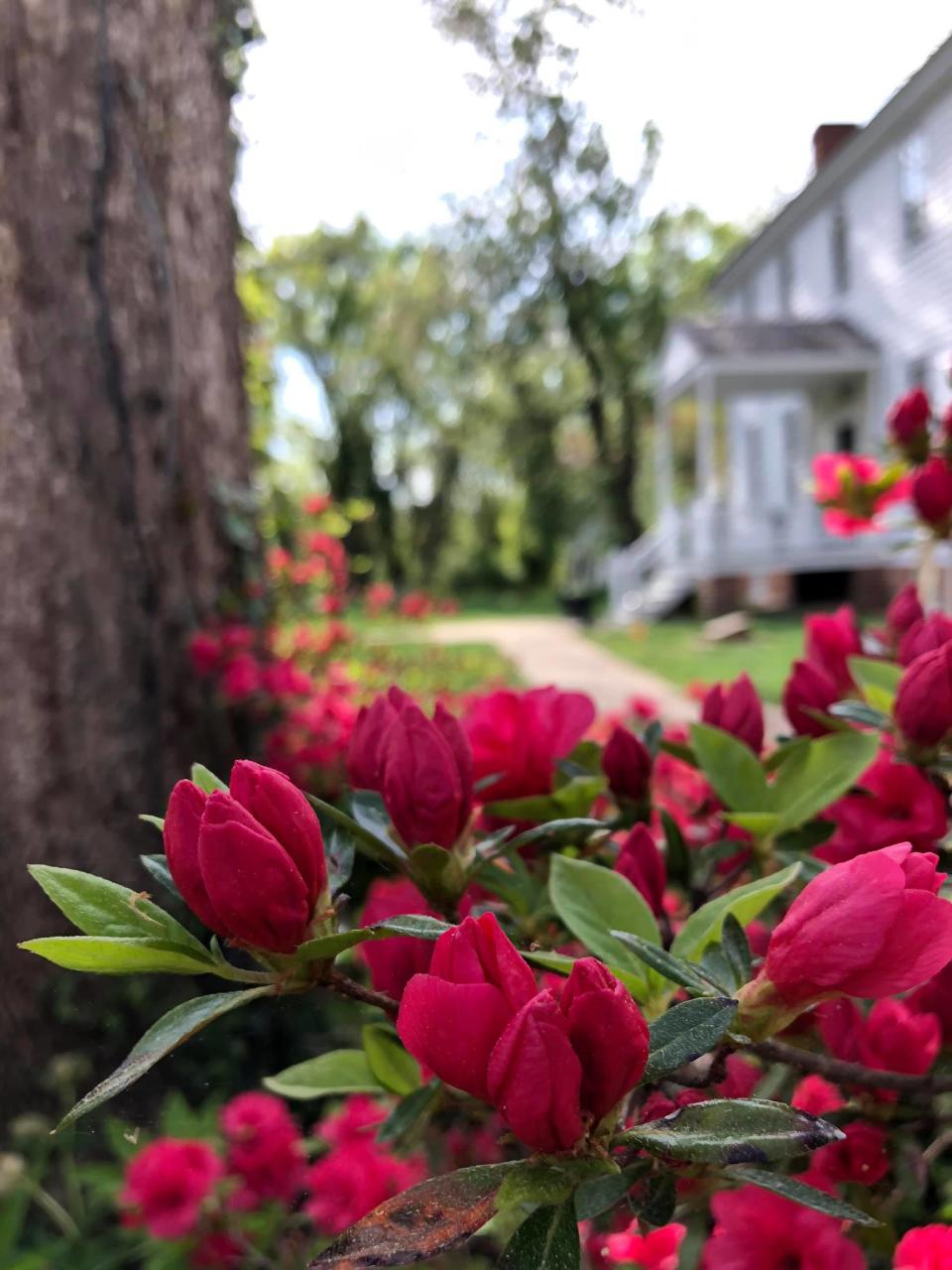 Blooming azalea at the Weston Manor in Hopewell, Va. on April 13, 2021.
