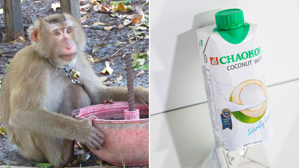 Target (US) has dropped Chaokoh coconut milk products, due to allegations of monkey labour used in farms in Thailand. Source: PETA/Facebook - Chaokoh UK