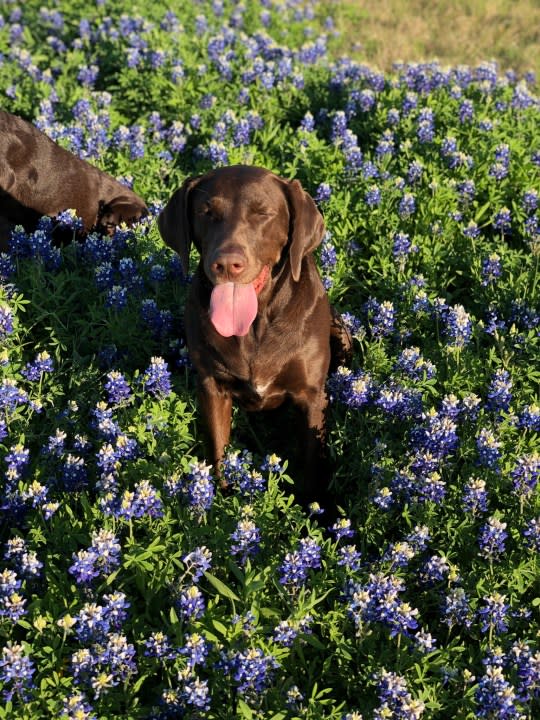 Dogs in the bluebonnets (Courtesy: Gabriela Aguilera)