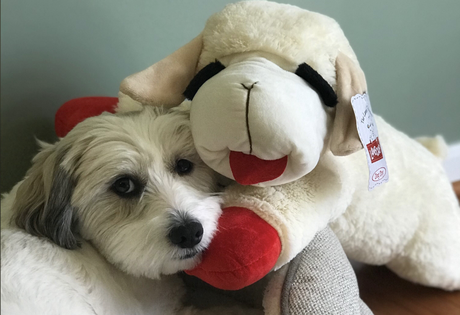 Best gifts for your pet for Valentine's Day: Lamb toy