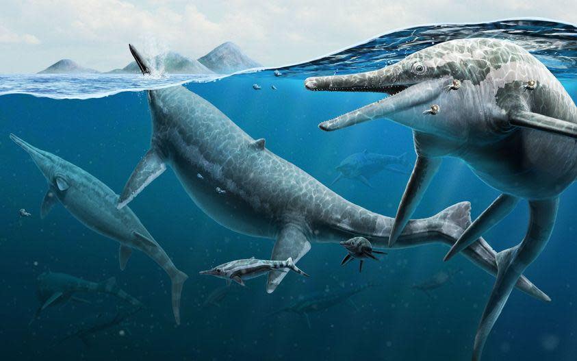 Ichthyosaurs likely resembled dolphins, but with vertical tail flukes.  / Credit: Smithsonian National Museum of Natural History