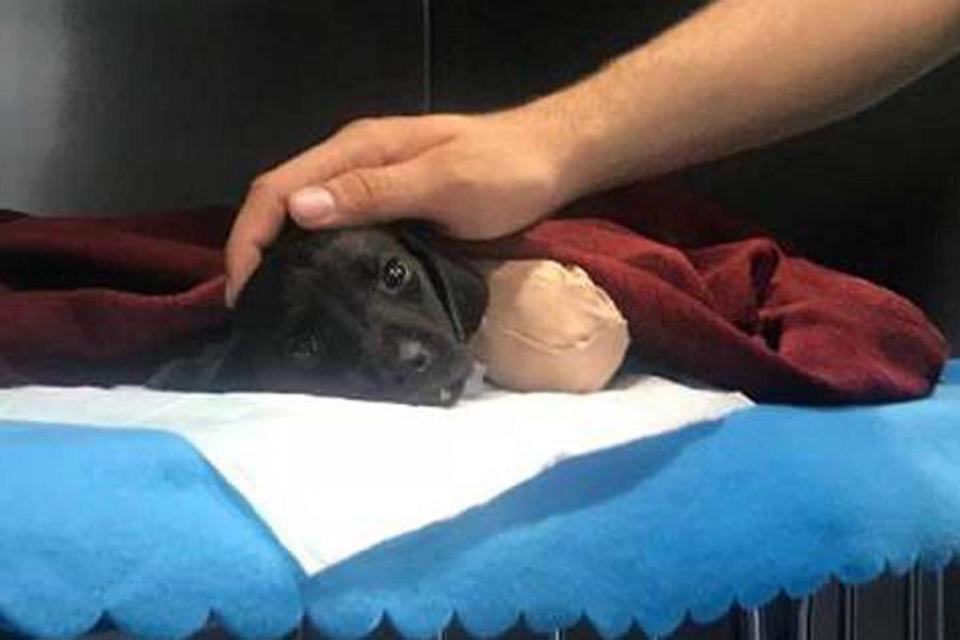 The puppy died during surgery on Friday