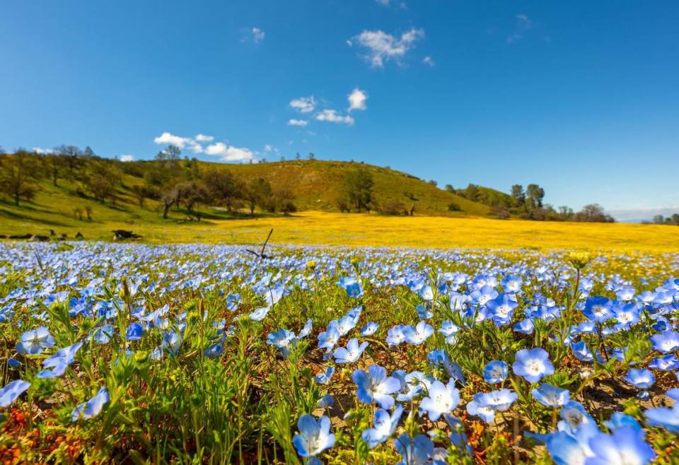 Flowers blooming along Shell Beach Road and Highway 58 in Santa Margarita in 2023. John Lindsey/Courtesy