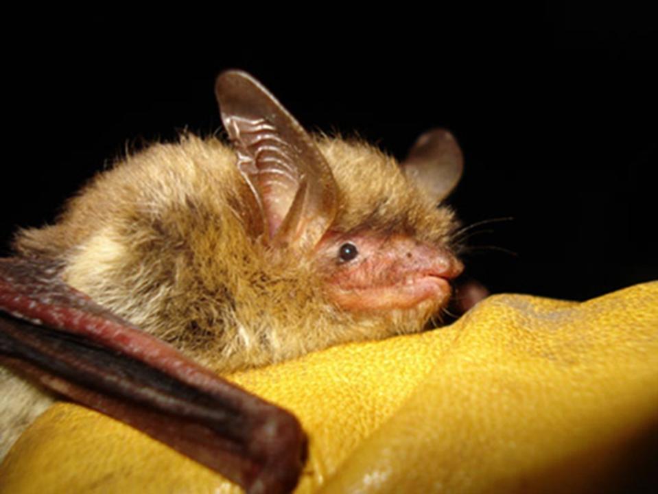 FILE - This undated photo provided by the Wisconsin Department of Natural Resources shows a northern long-eared bat. President Joe Biden has vetoed two Republican-sponsored bills intended to undo federal protections for two endangered species that have seen their populations plummet over the years: the lesser prairie chicken and northern long-eared bat. (Wisconsin Department of Natural Resources via AP, File)