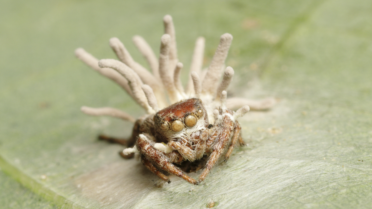  Jumping spider on the underside of a leaf with cordyceps fungus stalks growing out of its back. 