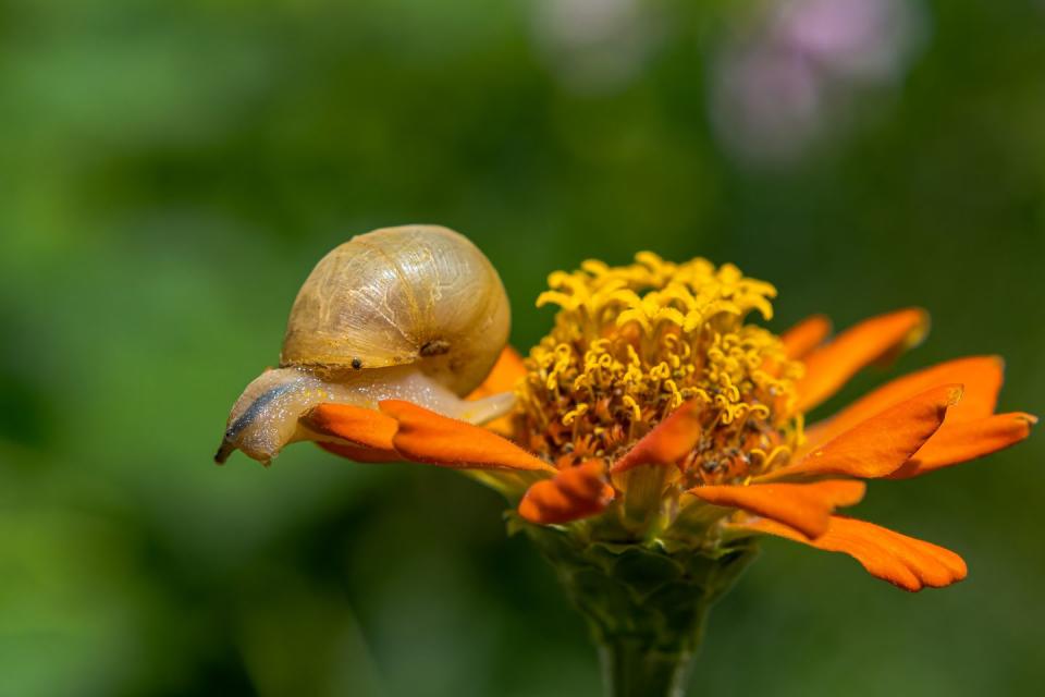 snail on flower in garden