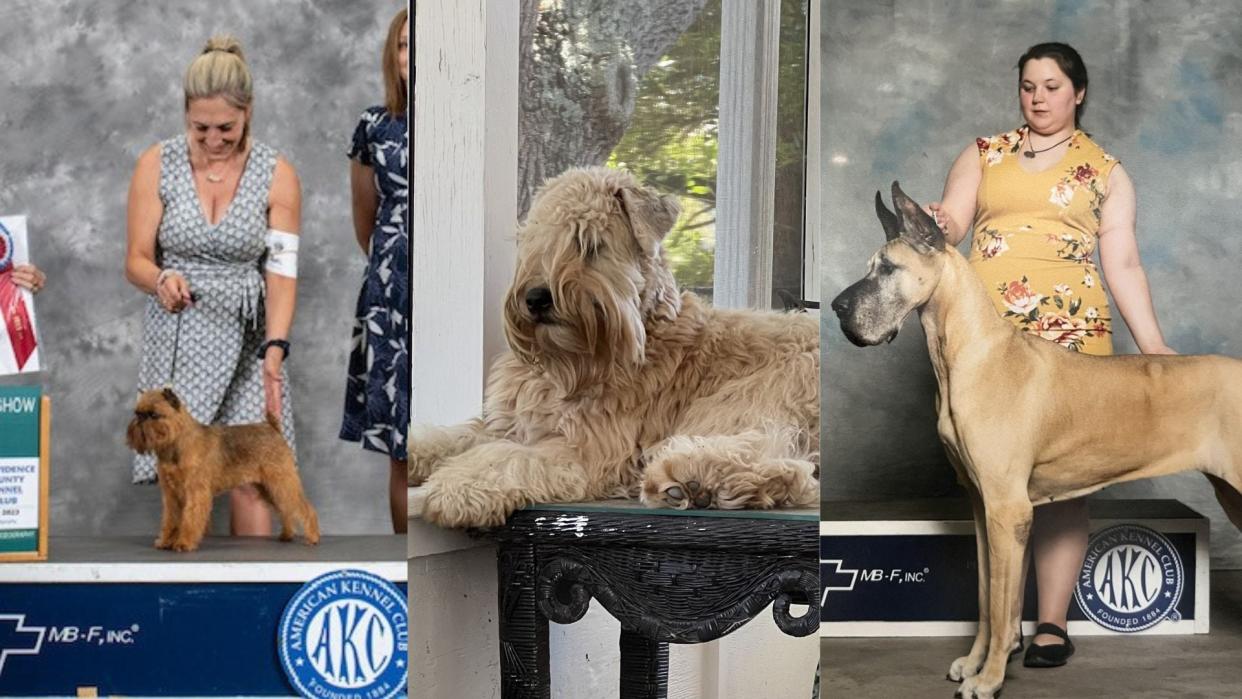 Three dogs from the Wilmington, NC area will be competing in The National Dog Show 2023.