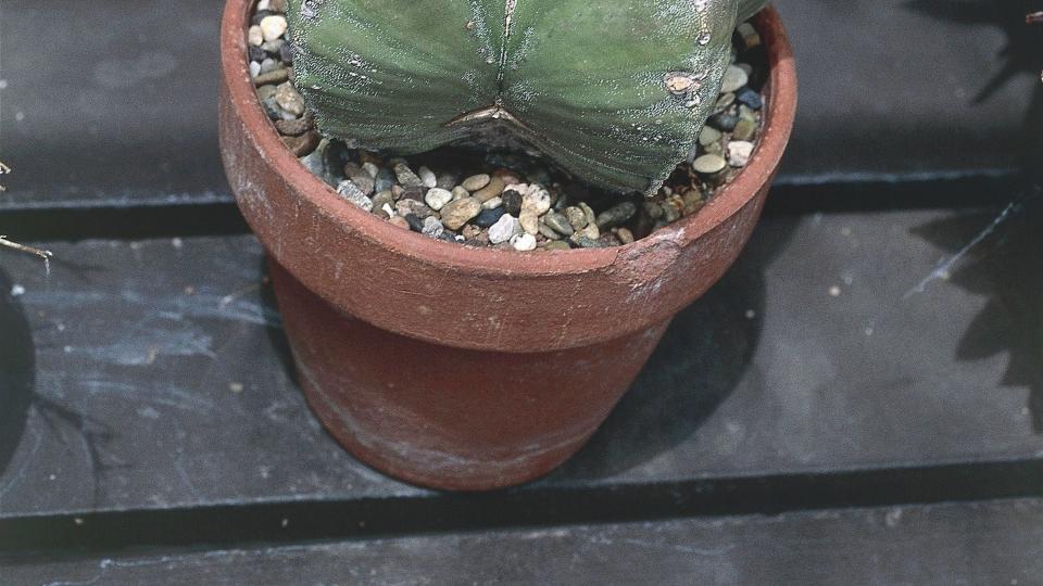 bishop's cap, astrophytum myriostigma, a short, squat type of cactus that looks star shaped from above, in flower pot