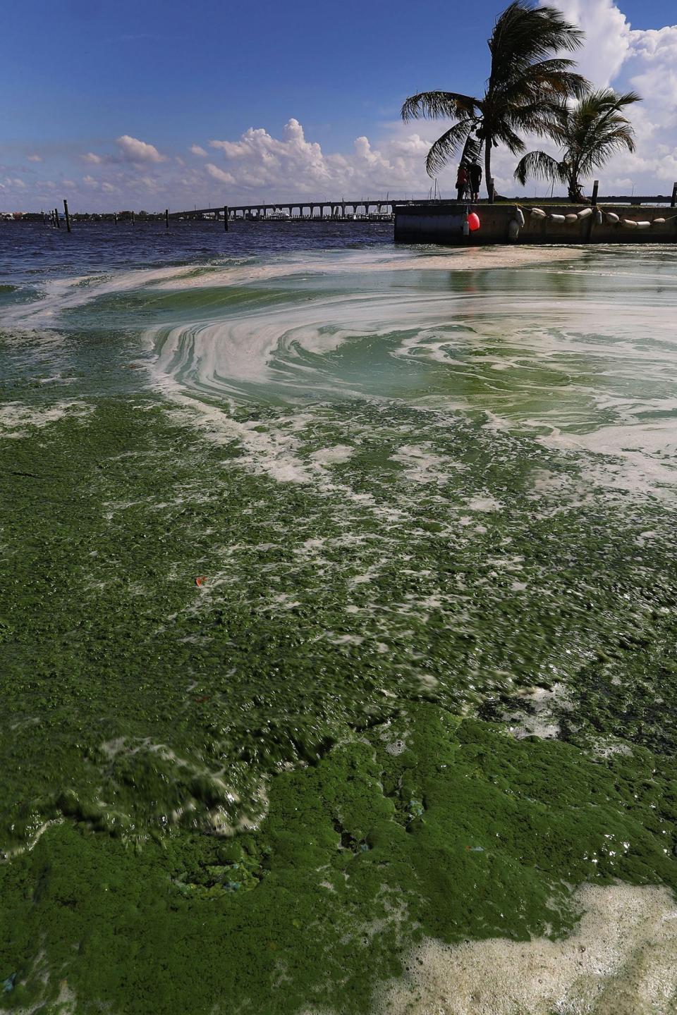 <p>Algae is shown on the St. Lucie River in Stuart, Fla., July 11, 2016. (Photo: Joe Raedle/Getty Images) </p>