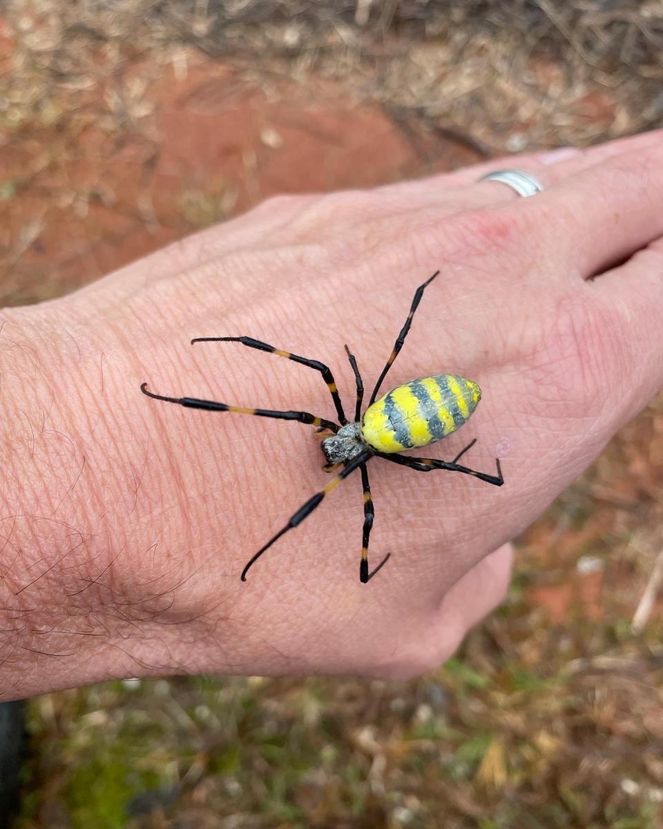 Joro Spider (Trichonephila clavata)