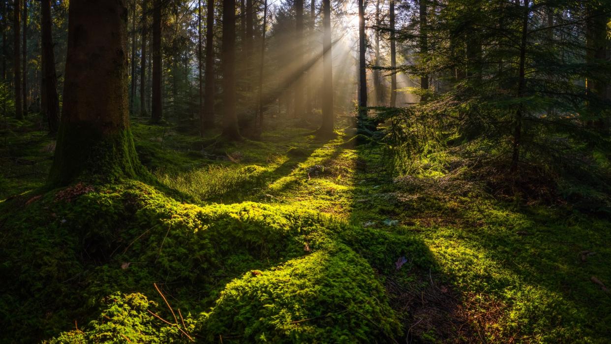  Golden beams of early morning sunlight streaming through the pine needles of a green forest to illuminate the soft mossy undergrowth in this idyllic woodland glade. 