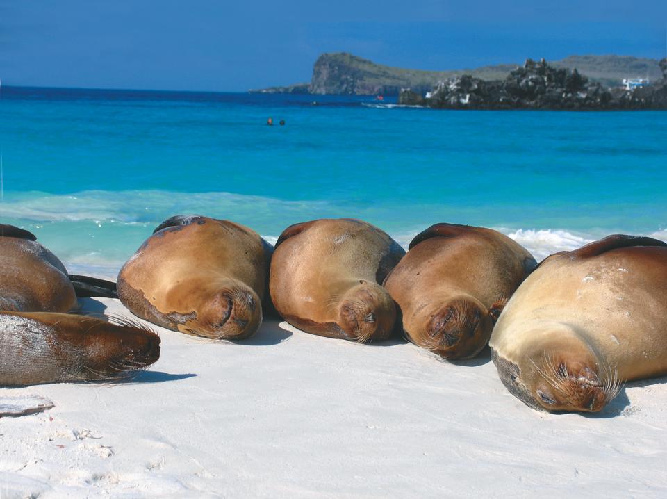 Seals on a white sand beach with blue water