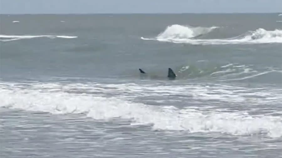 Texas Shark Attacks