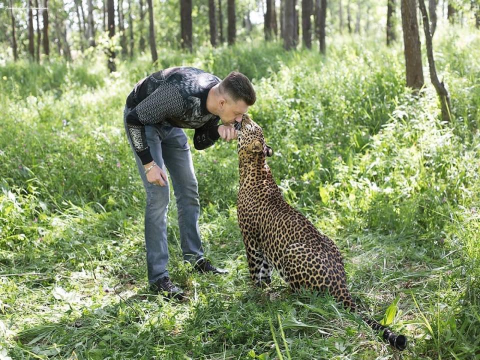 <p>俄羅斯動物園一隻花豹非常熱愛牠的飼育員（圖／IG@aleks_volkov_leopard）</p>
