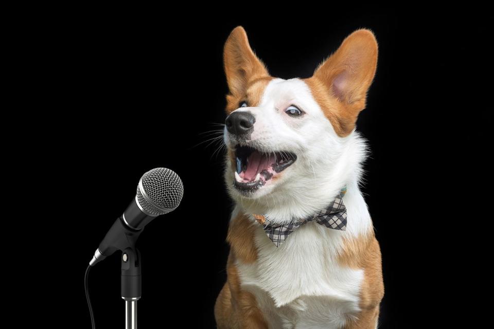 humorous photo of a singing corgi on black background