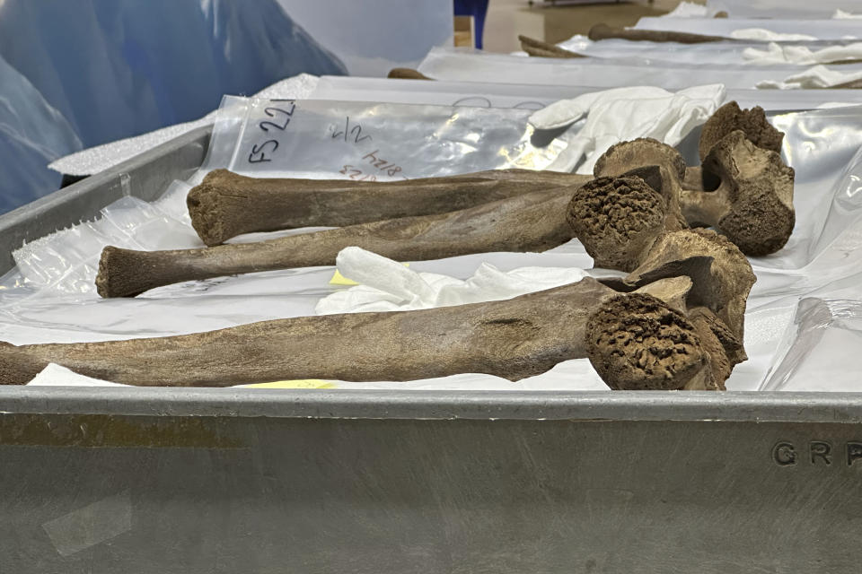 Mastodon bones are displayed at the Grand Rapids Public Museum on Thursday, May 18, 2023, in Grand Rapids, Mich. The bones are part of an exhibit and were unearthed last year during a drainage dig in western Michigan and belonged to a juvenile mastodon that lived 13,000 years ago. (AP Photo/Mike Householder)