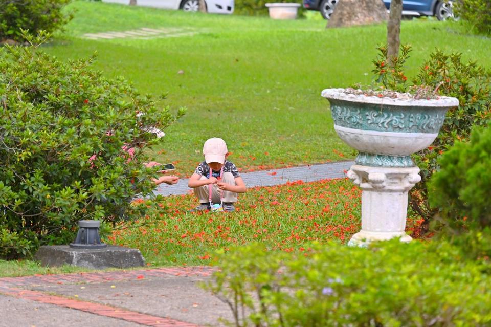 台中霧峰│亞洲大學阿勃勒黃金步道