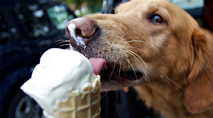 is ice cream okay for dogs